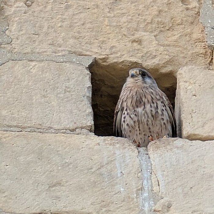 Photo de Château Ducal de Caen