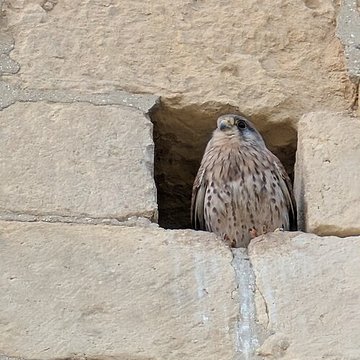 Château Ducal de Caen