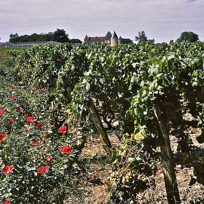 Photo de Château dYquem