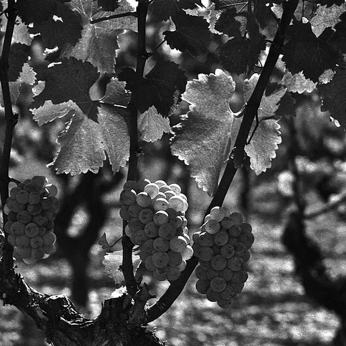 Photo de Château dYquem