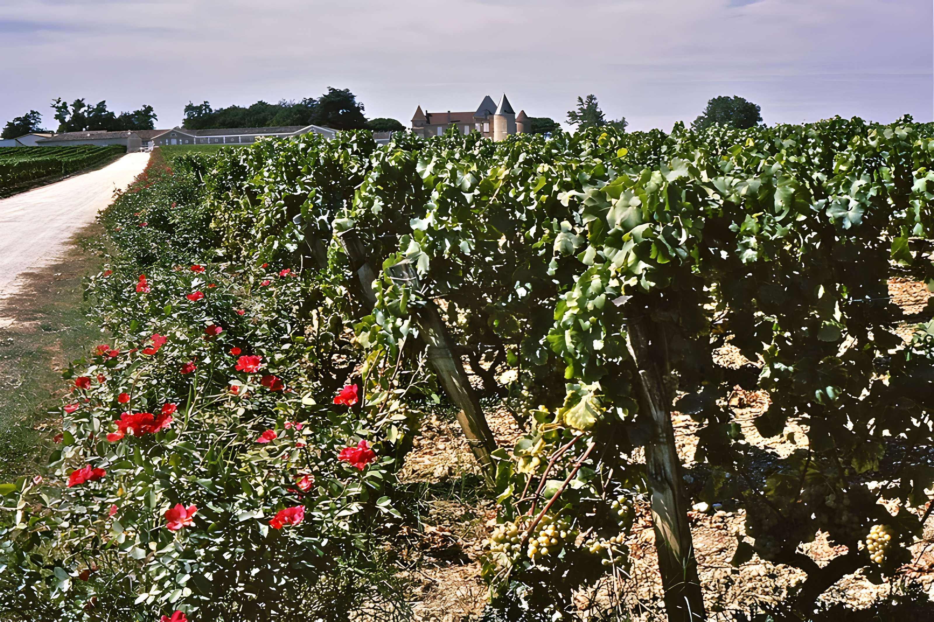 Château d'Yquem