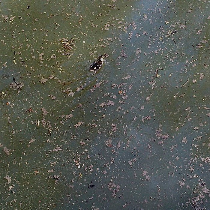 Photo de Château de Villiers-le-Mahieu