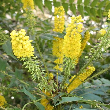 Domaine national de Saint-Cloud