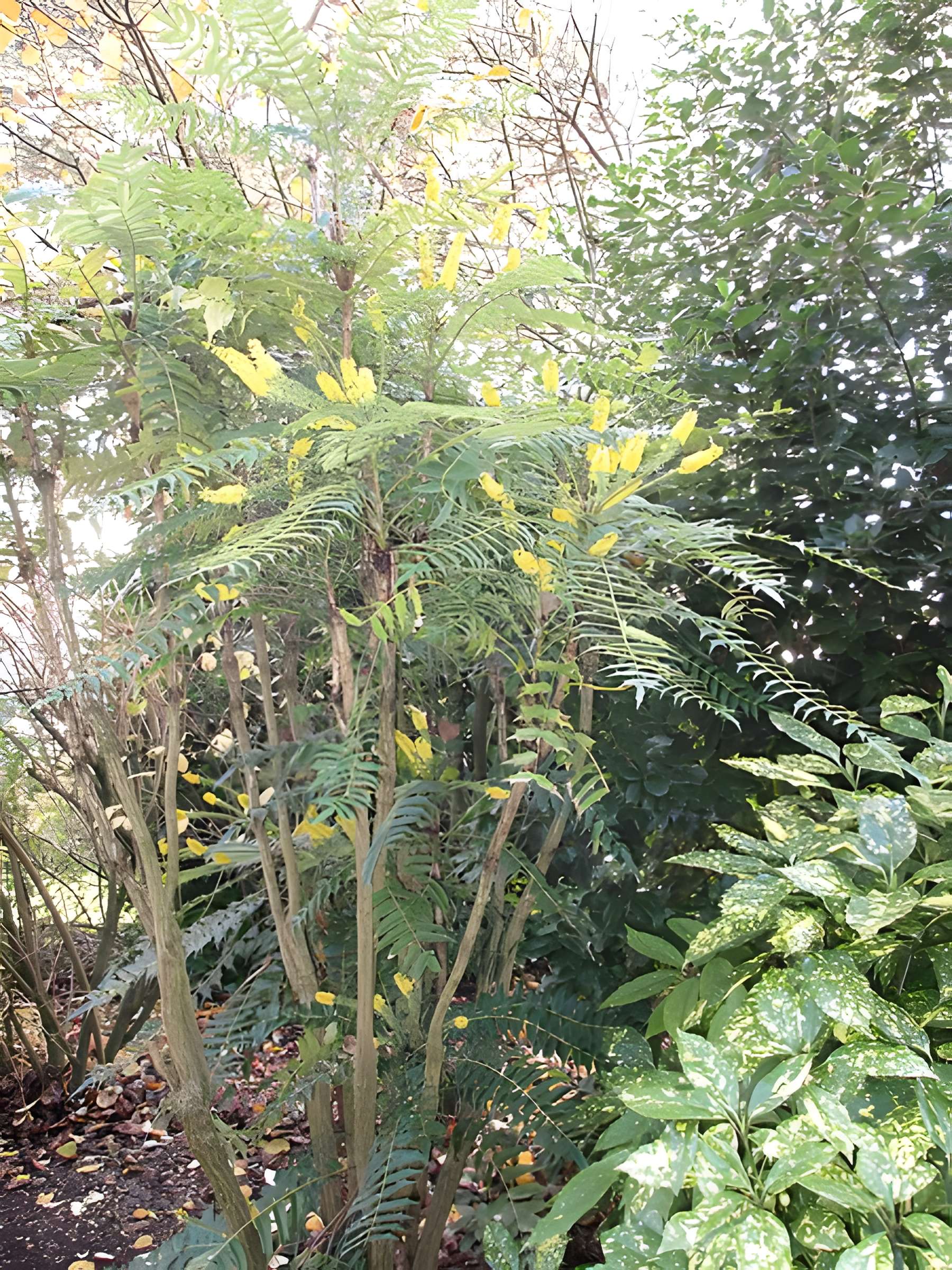 Domaine national de Saint-Cloud