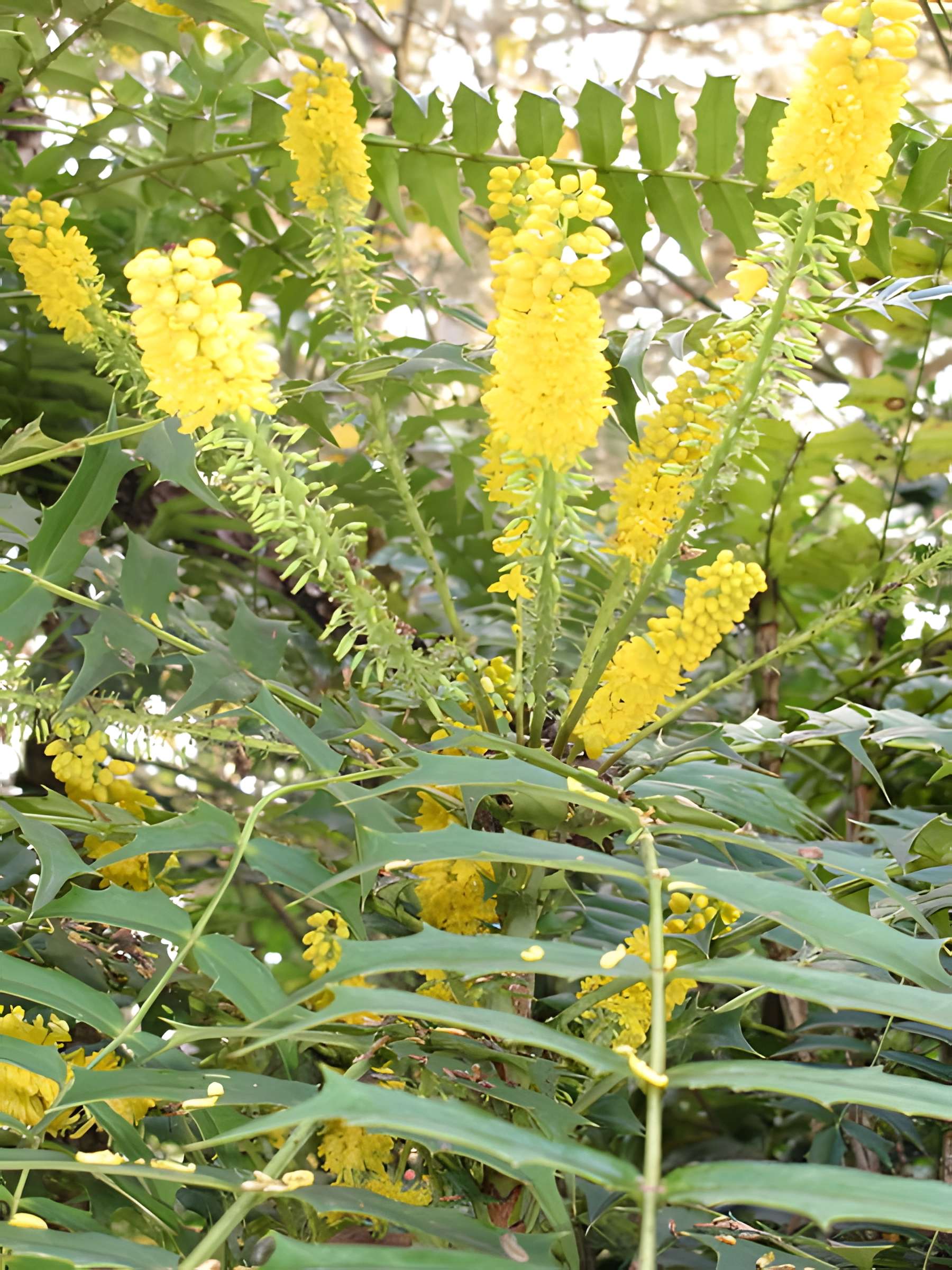 Domaine national de Saint-Cloud