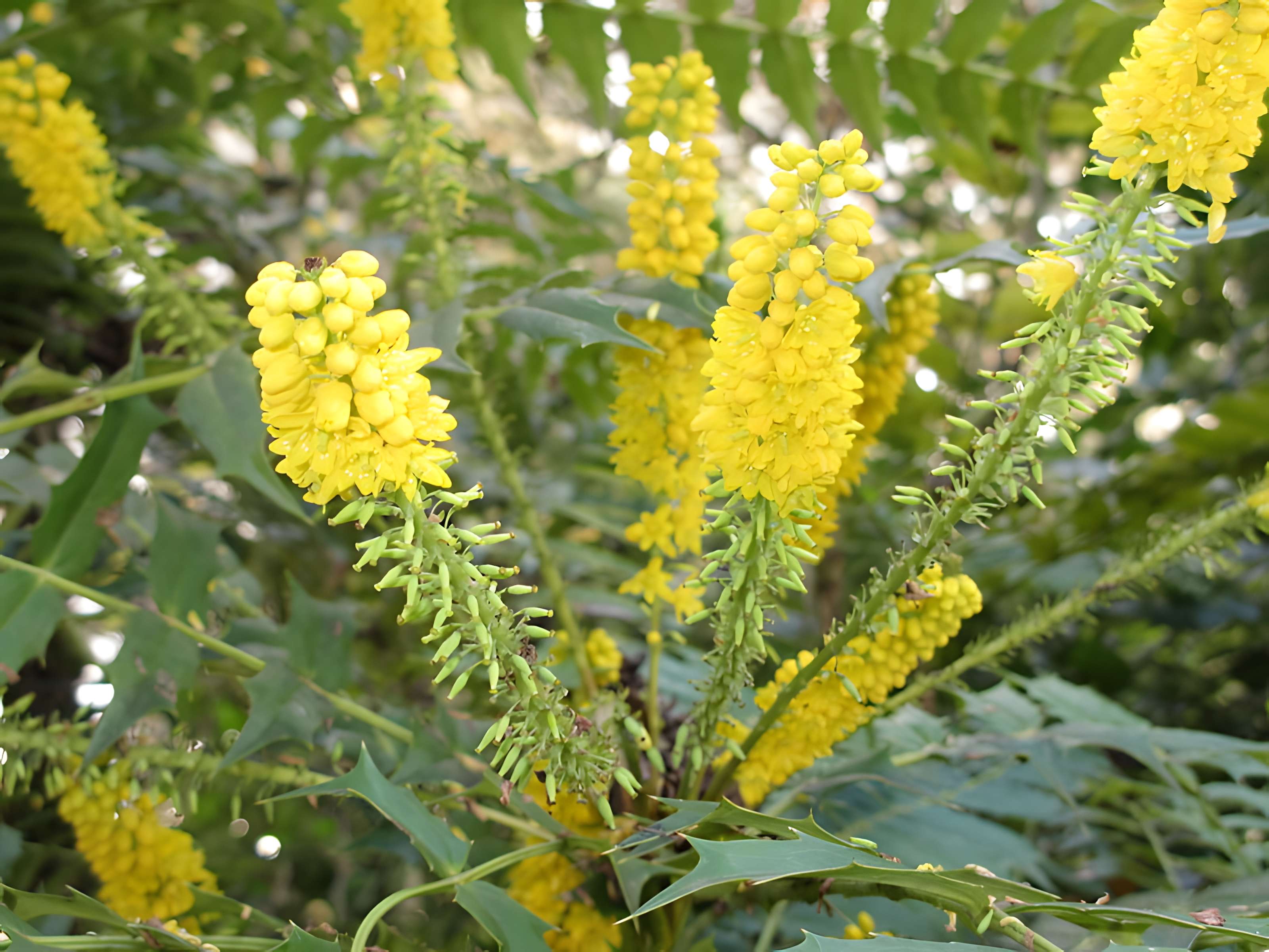 Domaine national de Saint-Cloud