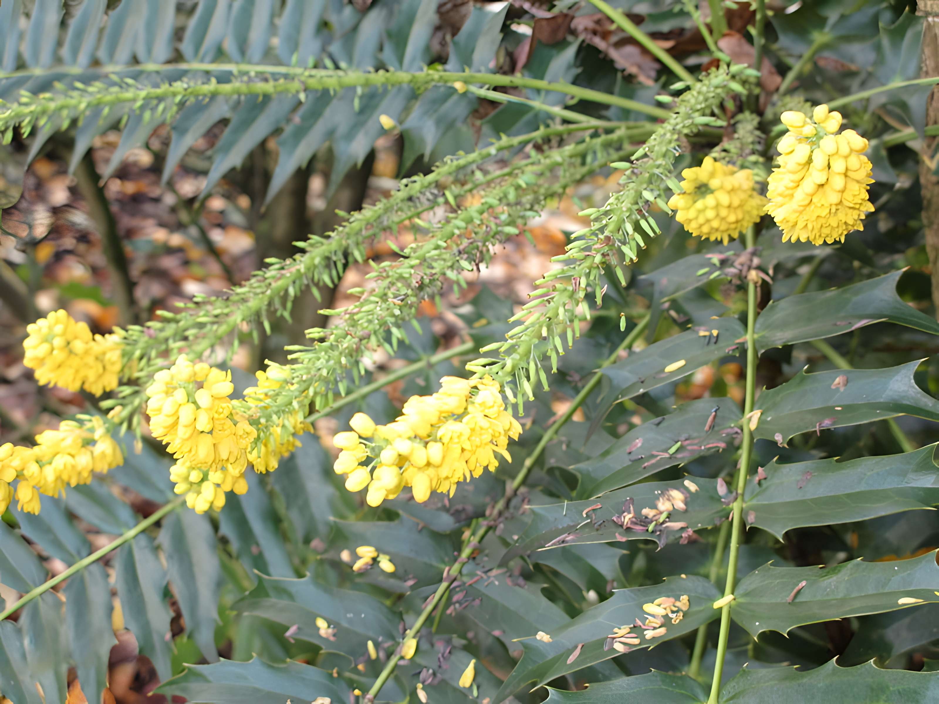 Domaine national de Saint-Cloud