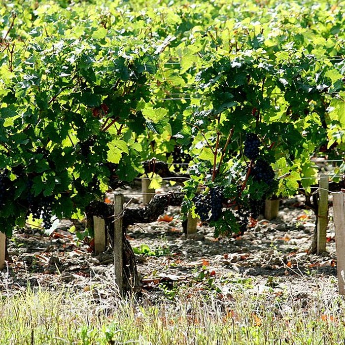 Photo de Château Margaux