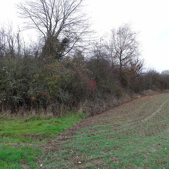 Photo de Fanum de Cracouville : vestiges gallo-romains