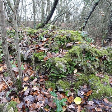 Fanum de Cracouville : vestiges gallo-romains