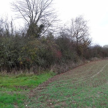 Fanum de Cracouville : vestiges gallo-romains