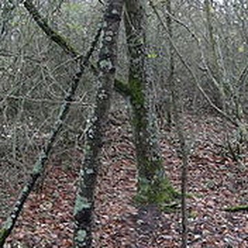 Fanum de Cracouville : vestiges gallo-romains