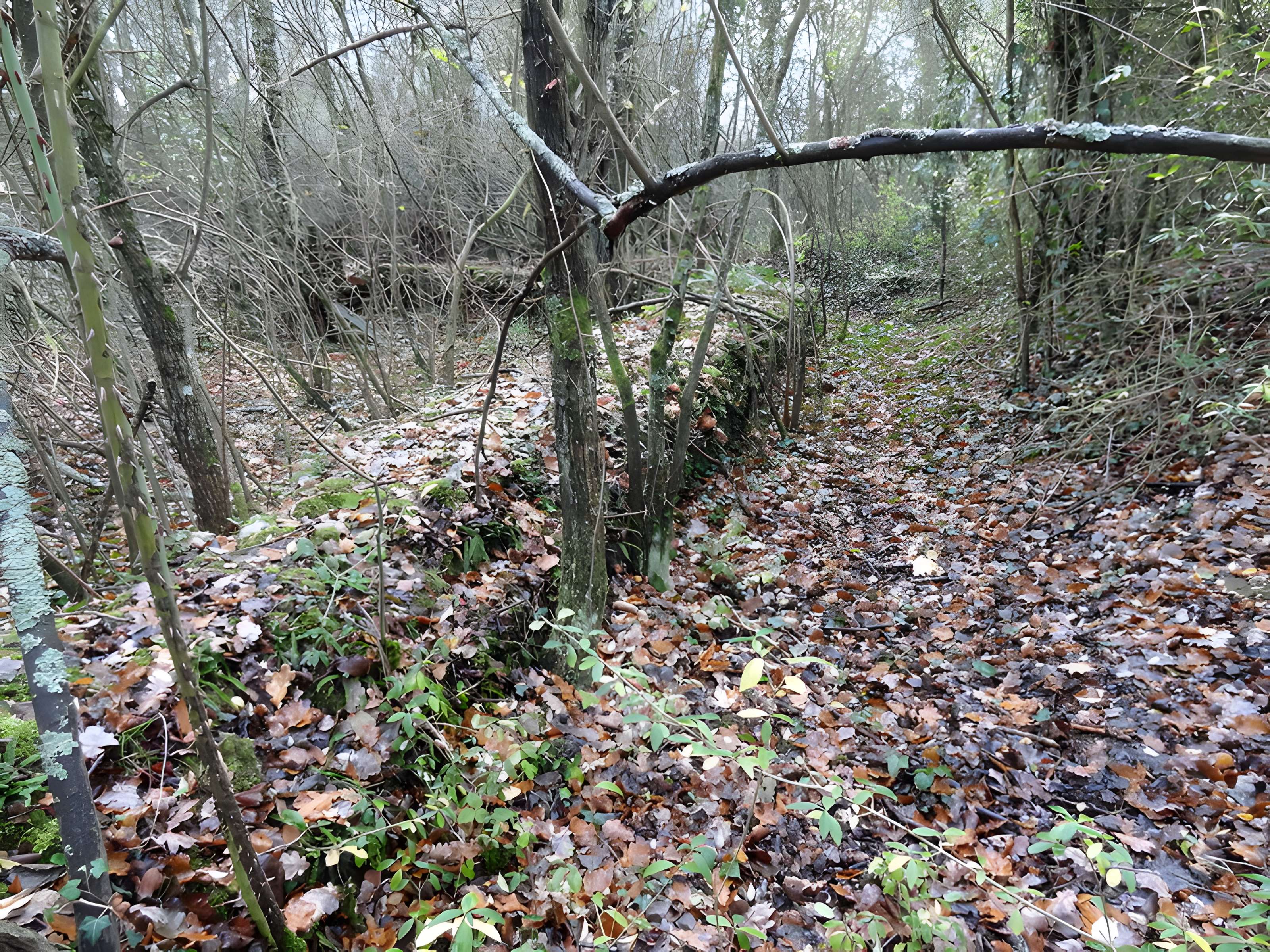 Fanum de Cracouville : vestiges gallo-romains