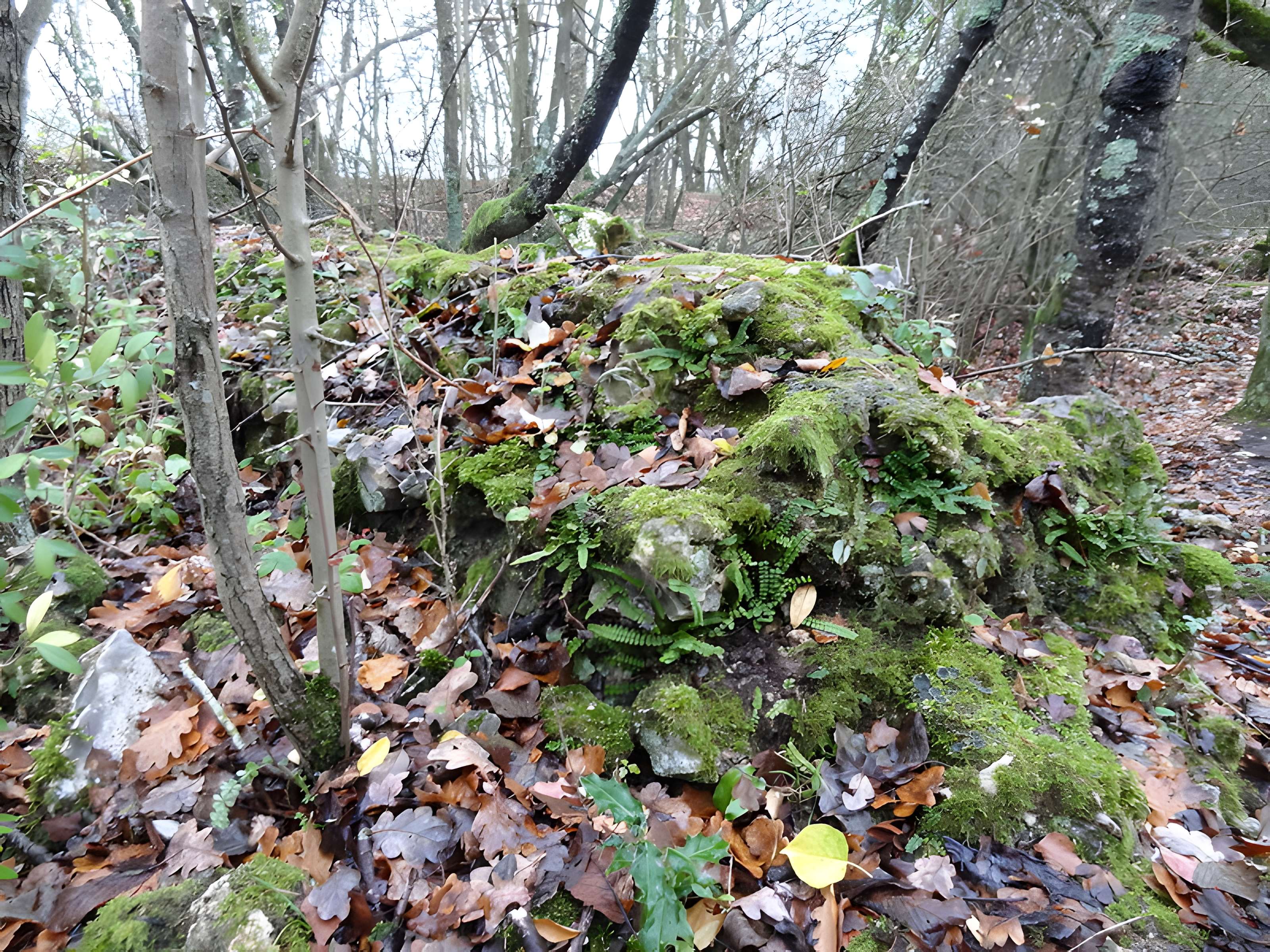 Fanum de Cracouville : vestiges gallo-romains