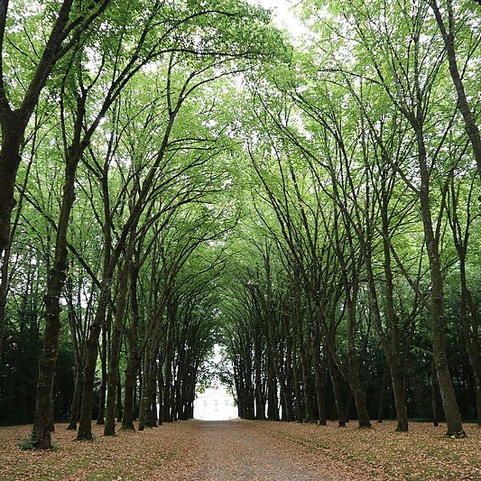 Photo de Château Ray-sur-Saône