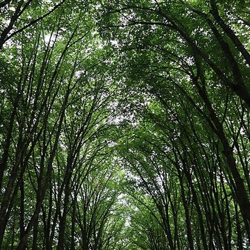 Château Ray-sur-Saône 