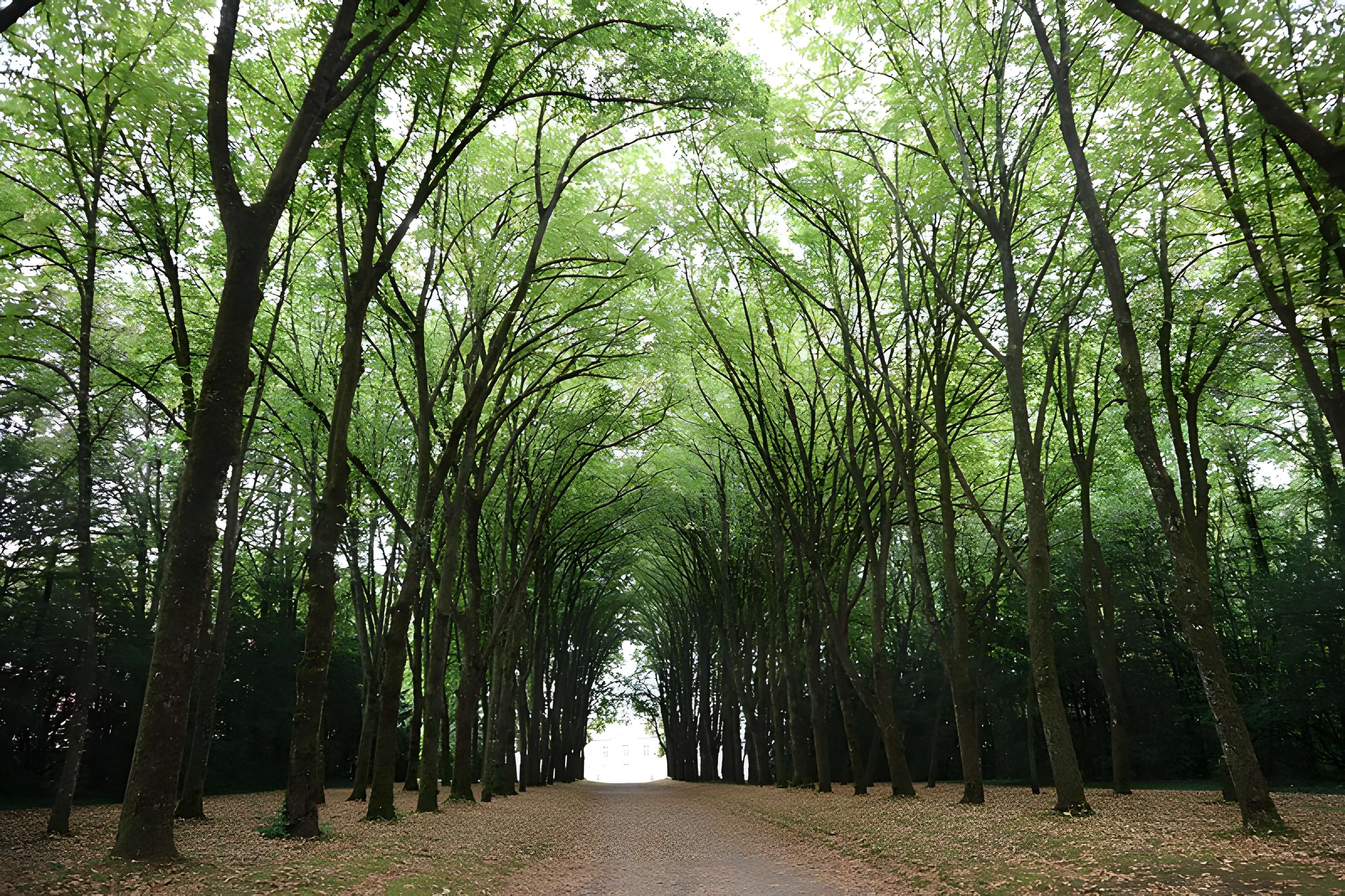Château Ray-sur-Saône 