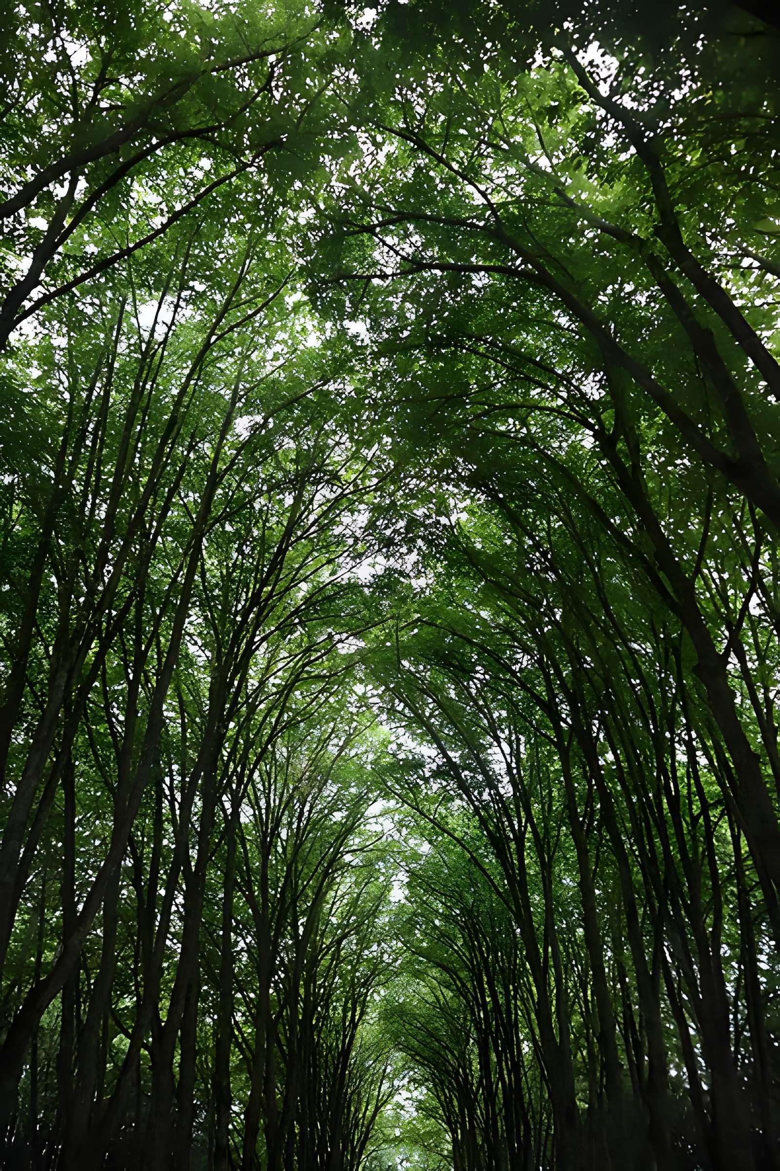 Château Ray-sur-Saône 