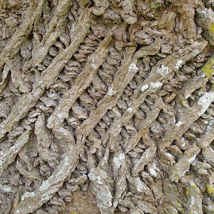 Photo de Abbaye dHambye