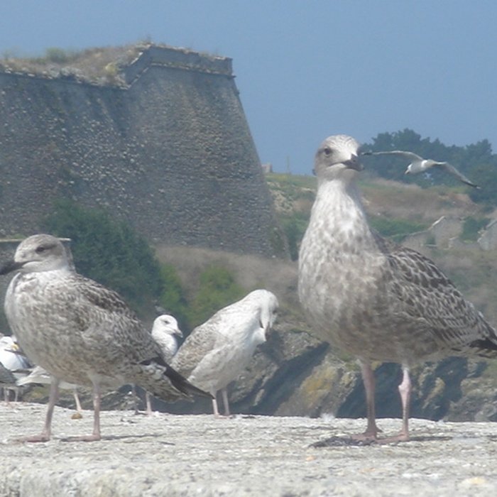 Photo de Citadelle du Palais, à Belle-Ile-en-Mer