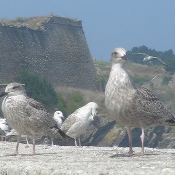 Citadelle du Palais, à Belle-Ile-en-Mer