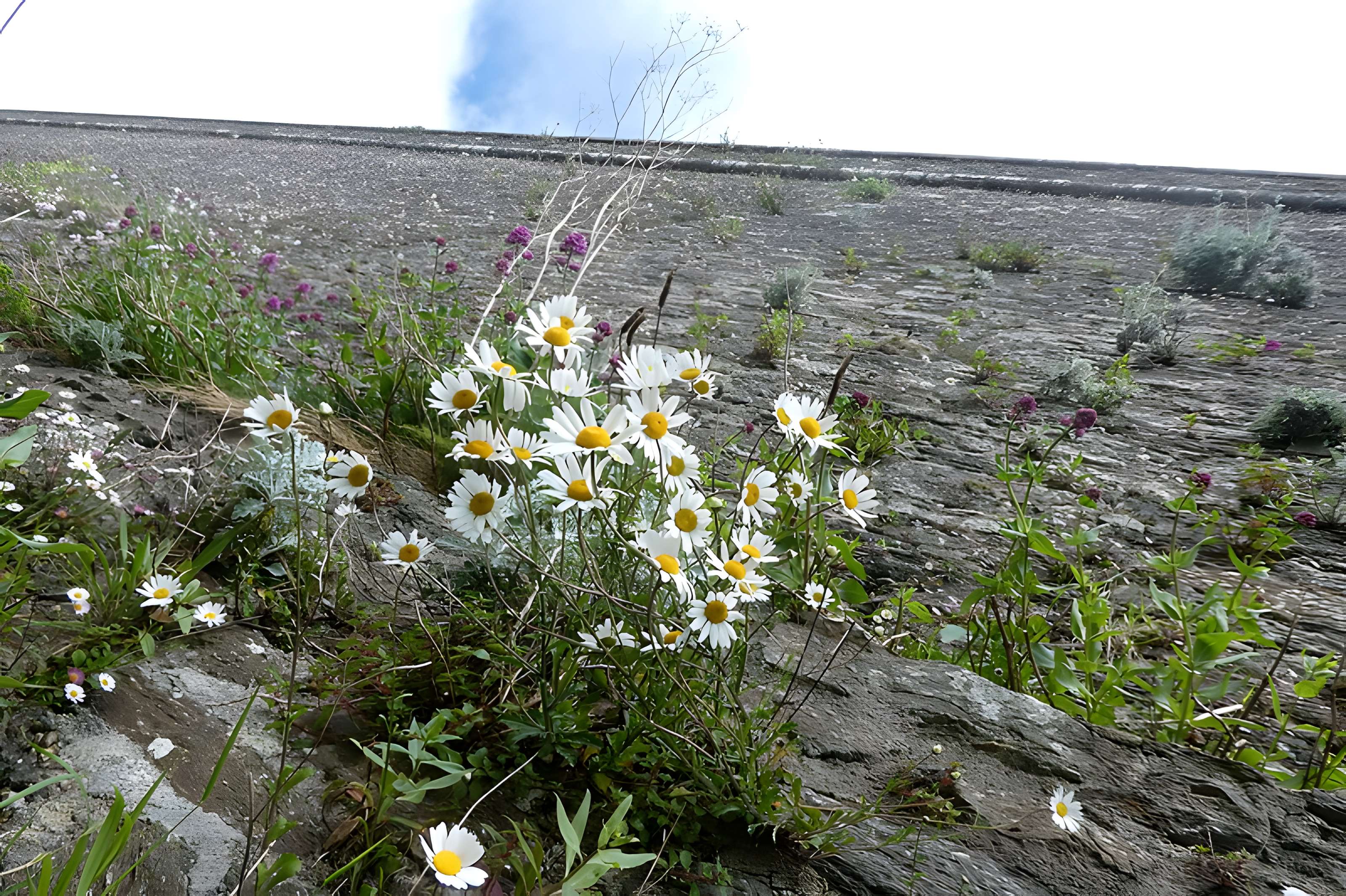 Citadelle du Palais, à Belle-Ile-en-Mer