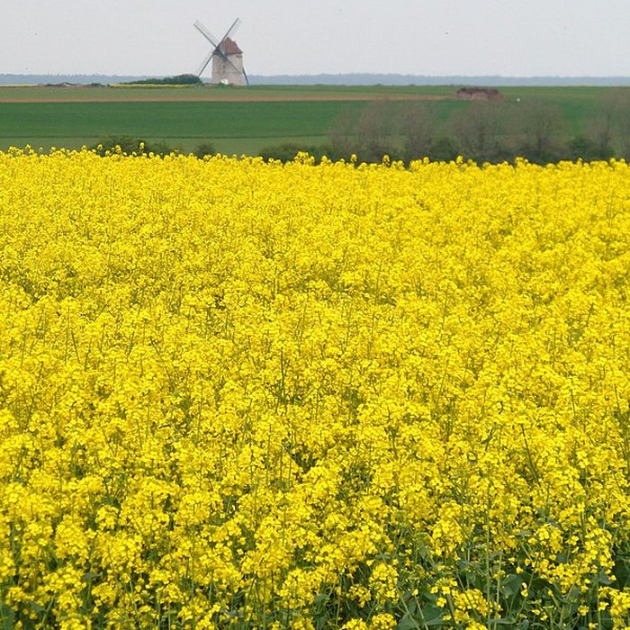 Photo de Moulin à vent de Nortbécourt à Mentque-Nortbécourt