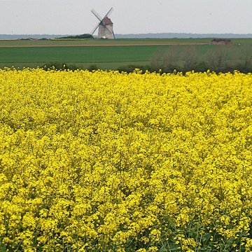 Moulin à vent de Nortbécourt à Mentque-Nortbécourt