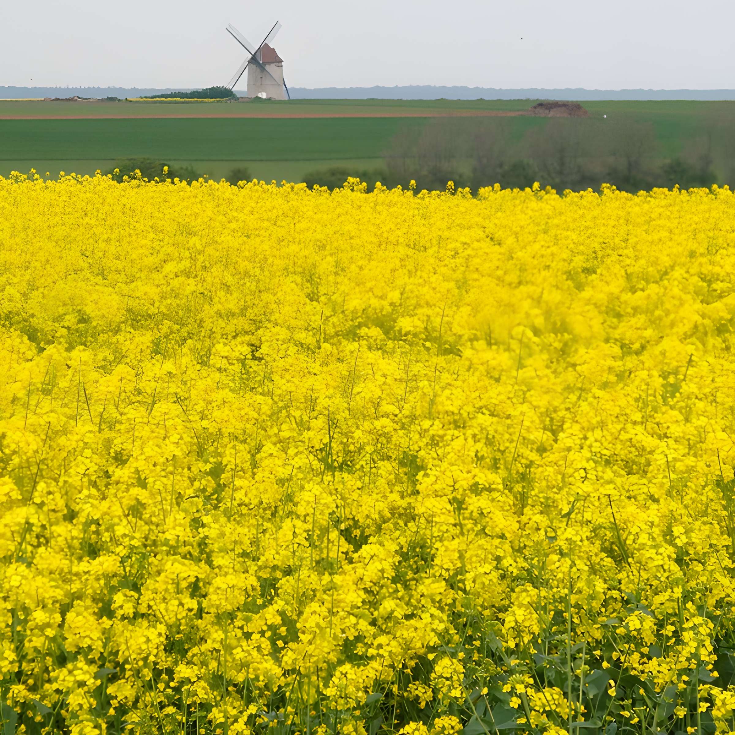 Moulin à vent de Nortbécourt à Mentque-Nortbécourt