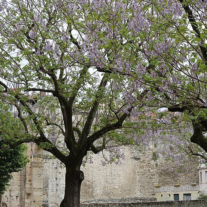 Photo de Portique romain du Forum de Vienne