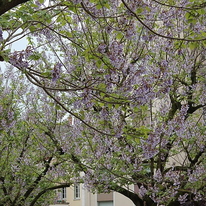 Photo de Portique romain du Forum de Vienne