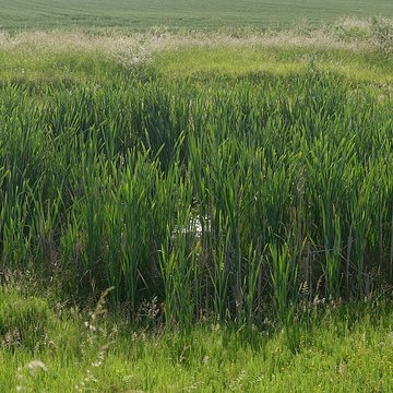 Vestiges gallo-romains de Châteaubleau