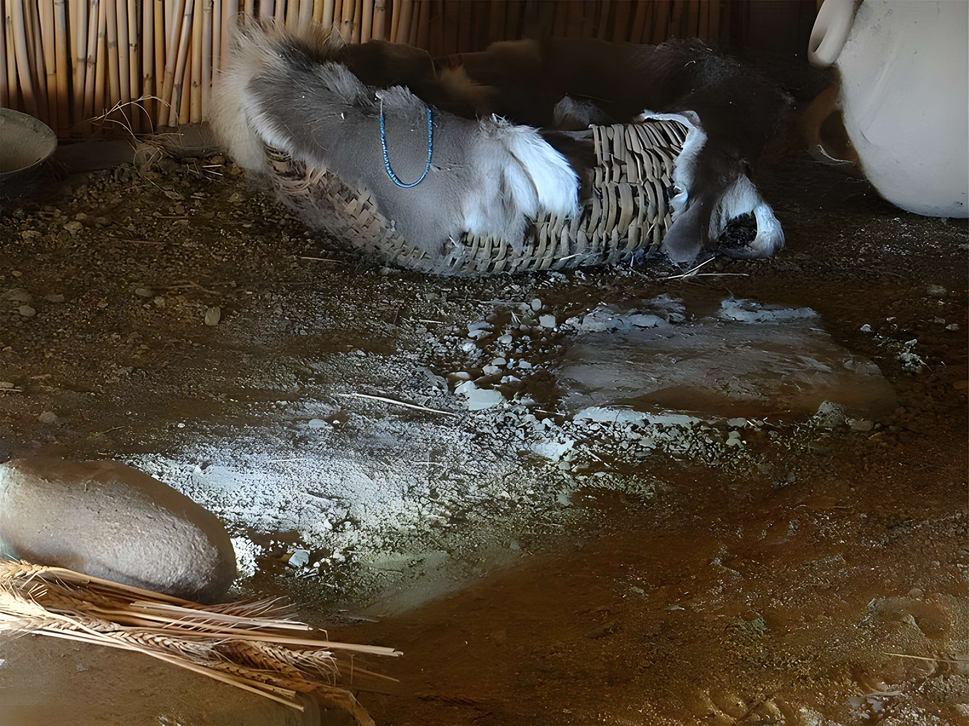 Ville antique de Ruscino à Perpignan