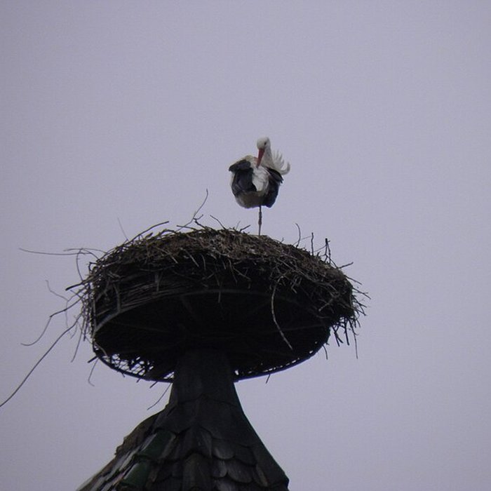 Photo de Collégiale Saint-Martin de Colmar