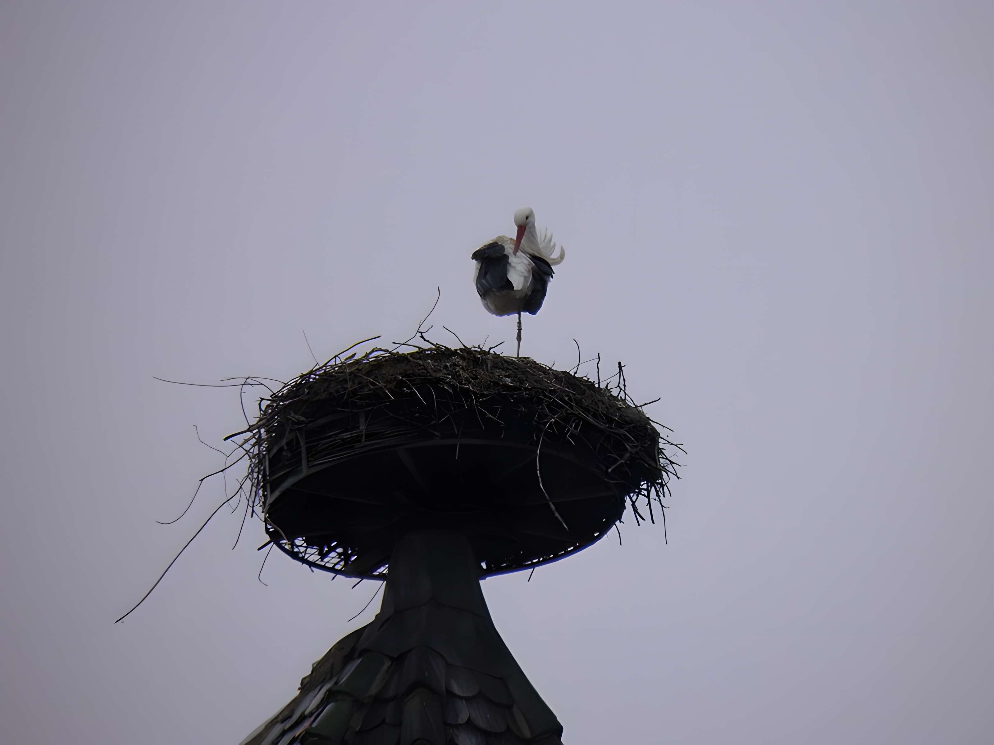 Collégiale Saint-Martin de Colmar