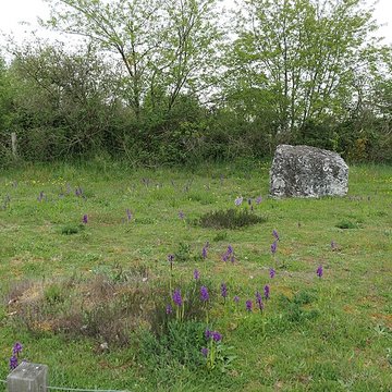Alignements mégalithiques de Cojoux à Saint-Just