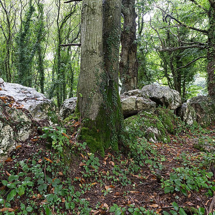 Photo de Allée couverte de Bel Evan à Plouër-sur-Rance