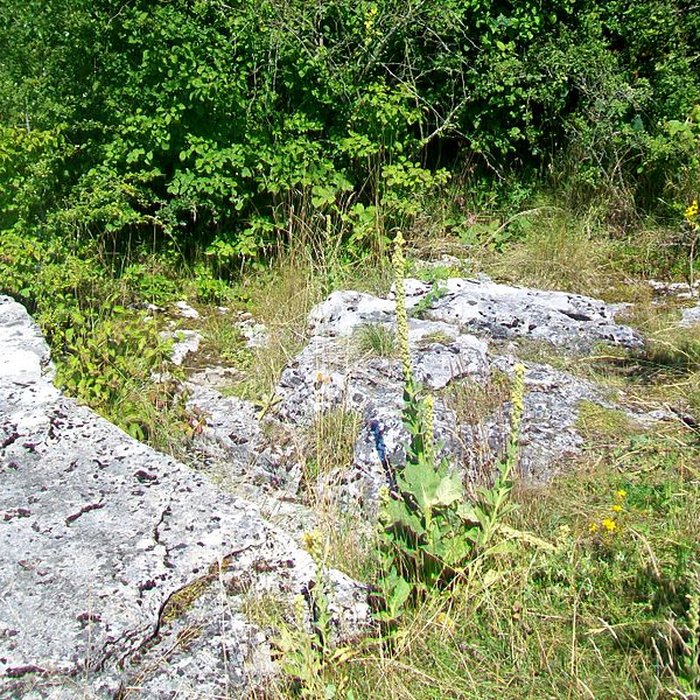 Photo de Allée sépulcrale couverte néolithique dite du Bois Couturier
