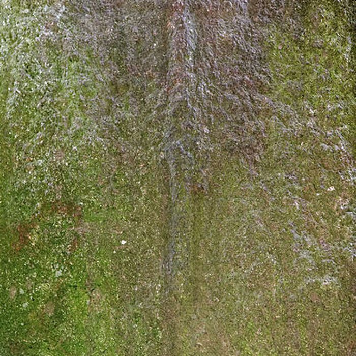 Photo de Allée couverte du Mougau-Bihan à Commana