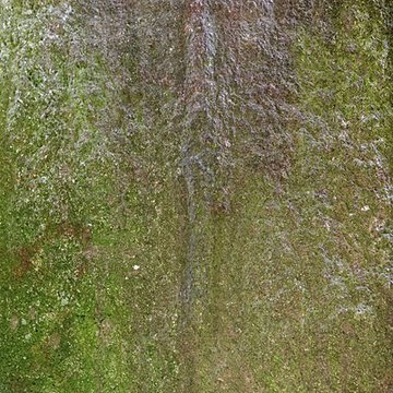 Allée couverte du Mougau-Bihan à Commana