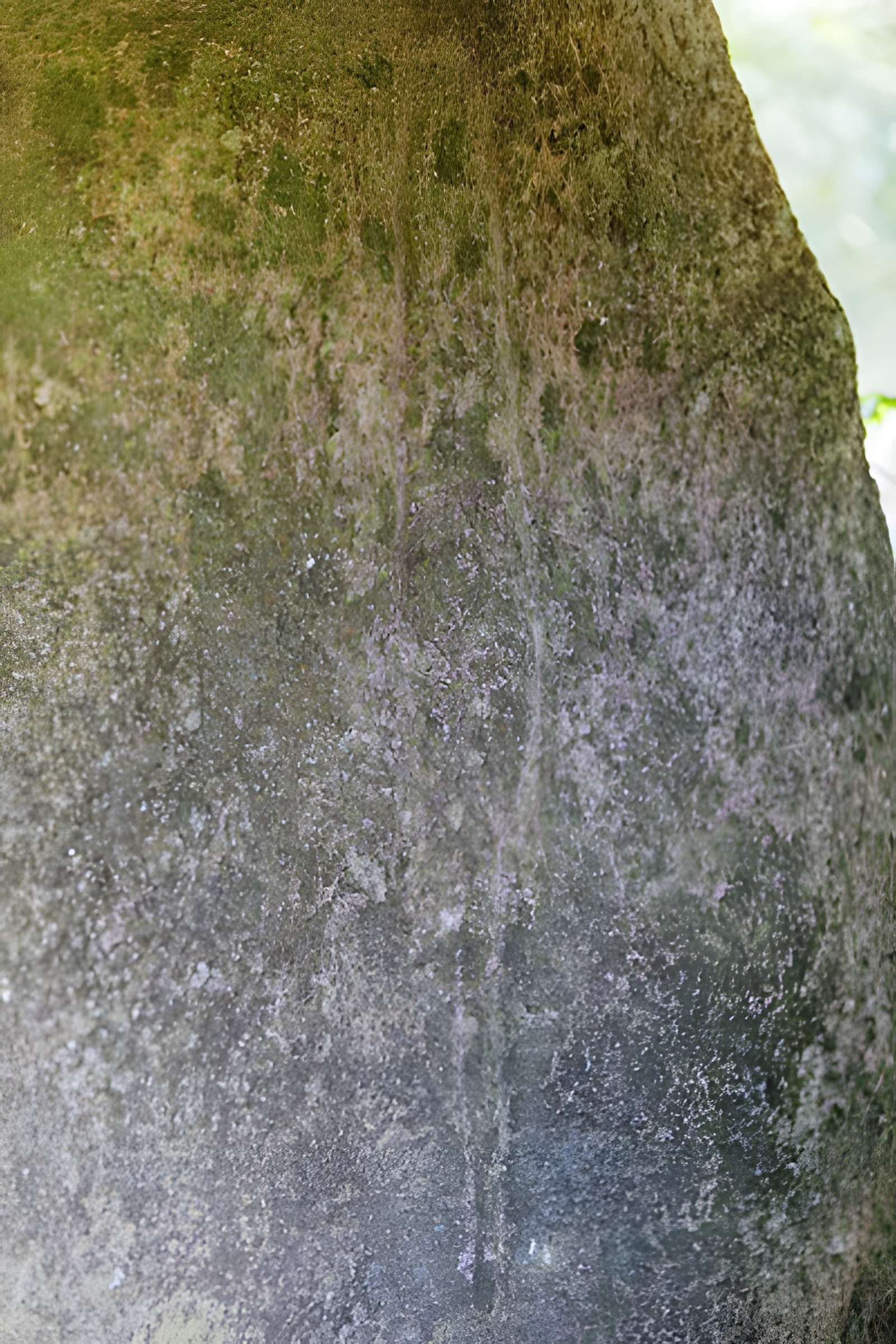 Allée couverte du Mougau-Bihan à Commana