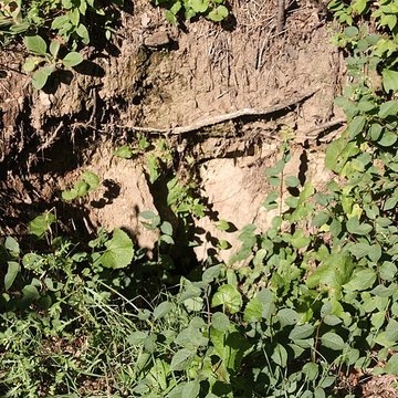 Aqueduc romain du Gier à Chagnon