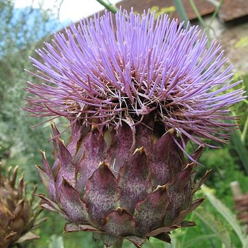 Commanderie de Coulommiers