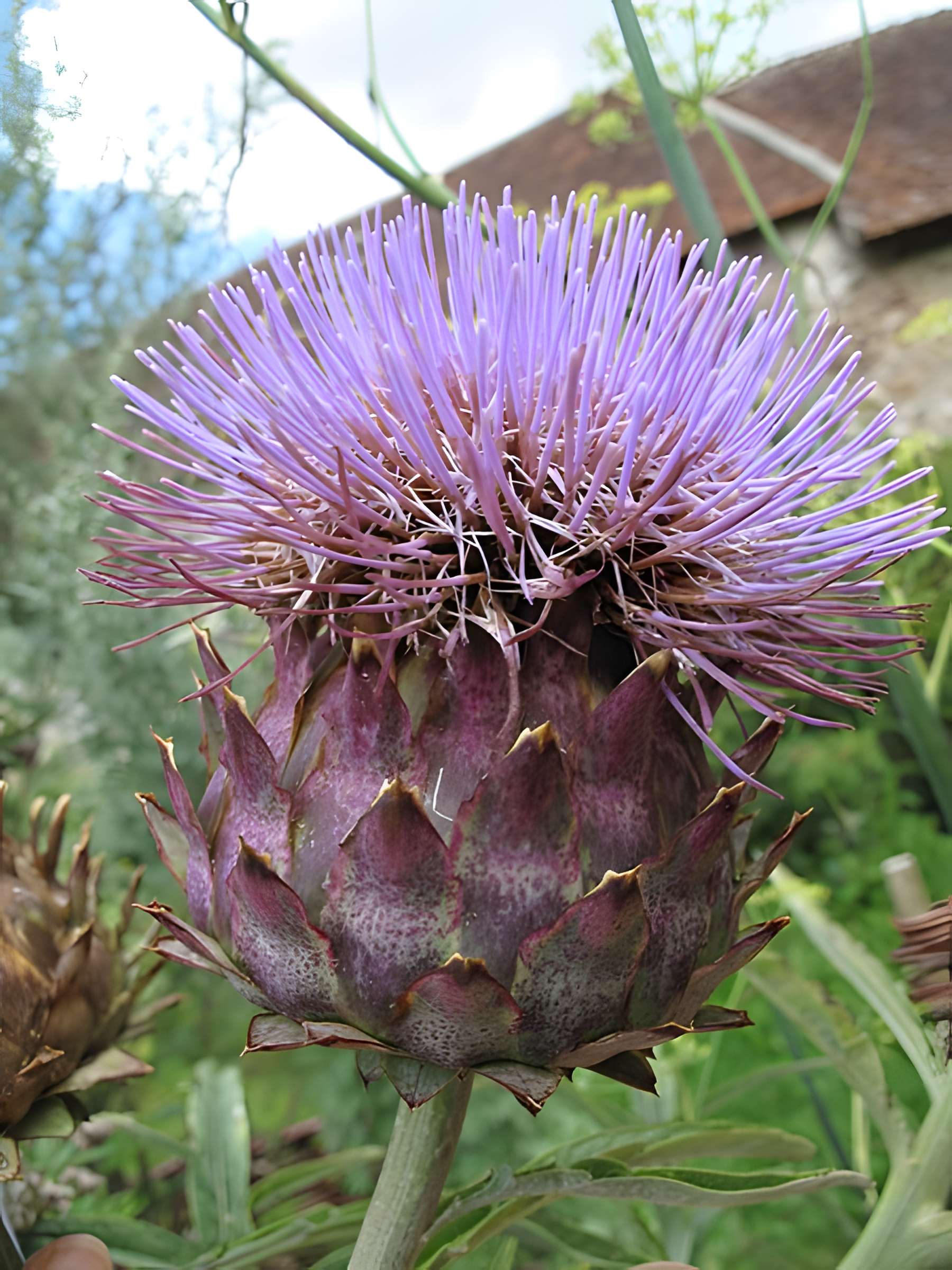 Commanderie de Coulommiers