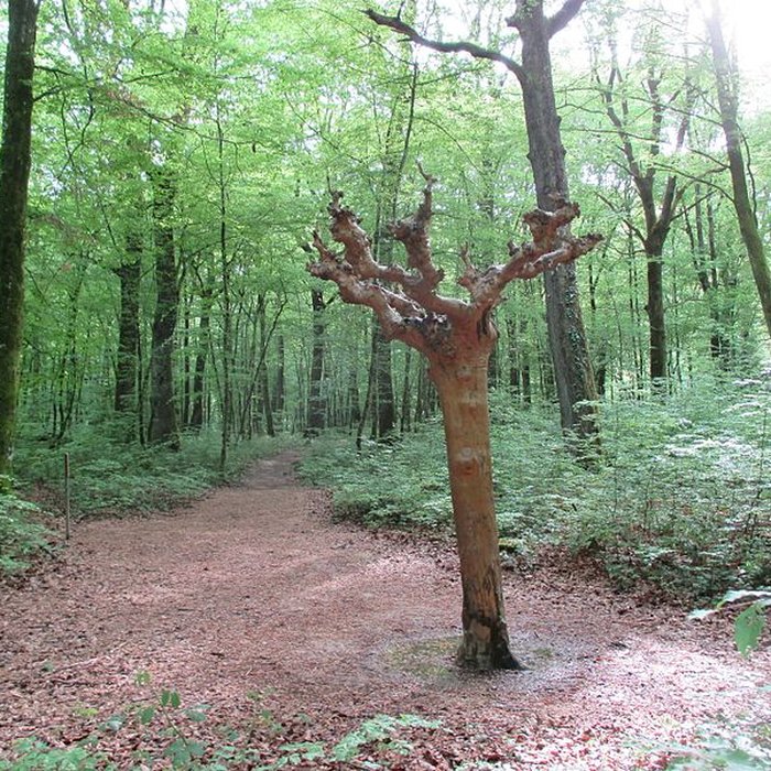 Photo de Baraques du quatorze de La Vieille-Loye