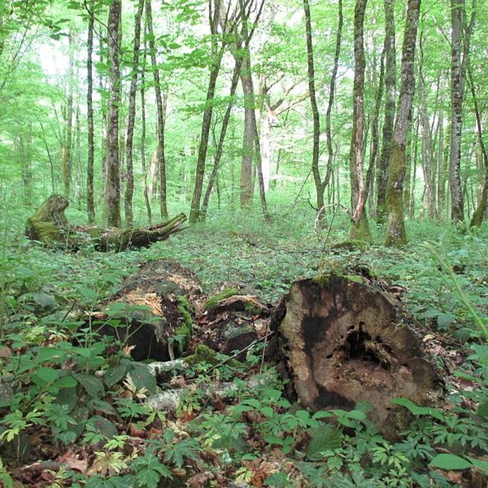 Photo de Baraques du quatorze de La Vieille-Loye