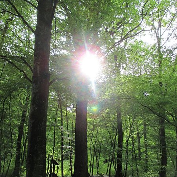 Photo de Baraques du quatorze de La Vieille-Loye