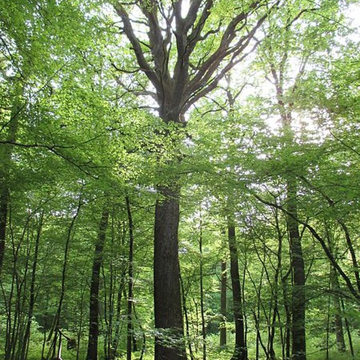 Photo de Baraques du quatorze de La Vieille-Loye
