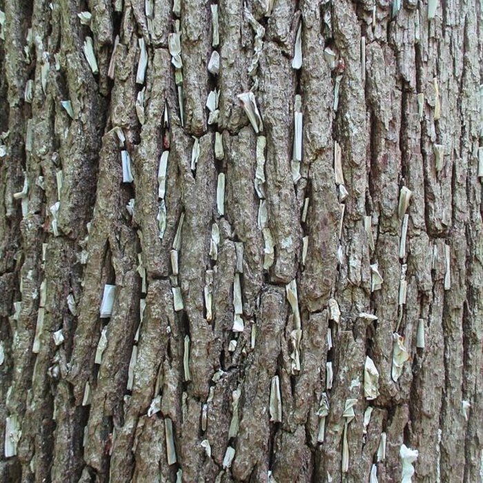 Photo de Baraques du quatorze de La Vieille-Loye