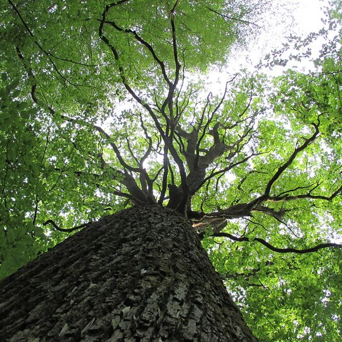 Photo de Baraques du quatorze de La Vieille-Loye